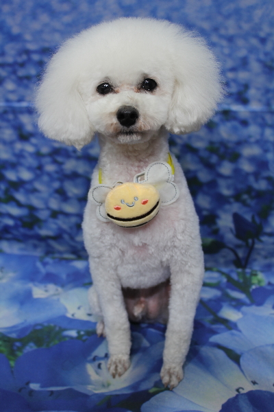 千葉県市川市のトイプードルのトリミング画像