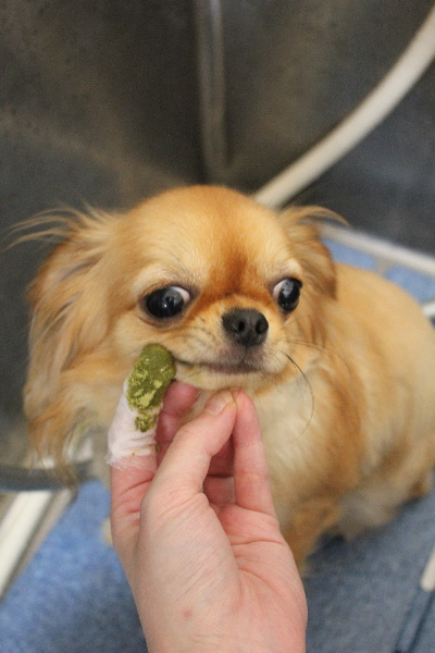 千葉県船橋市のロングコートチワワの歯磨き画像