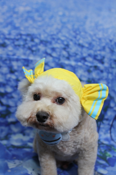 千葉県鎌ケ谷市のトイプードルのトリミング画像