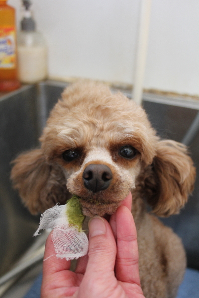千葉県船橋市のトイプードルの歯磨き画像