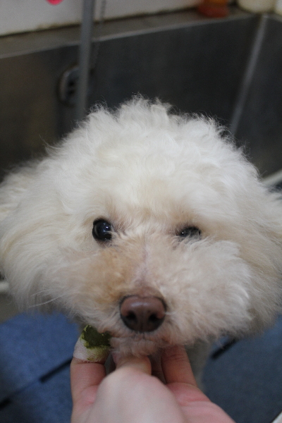 千葉県鎌ケ谷市のトイプードルの歯磨き画像