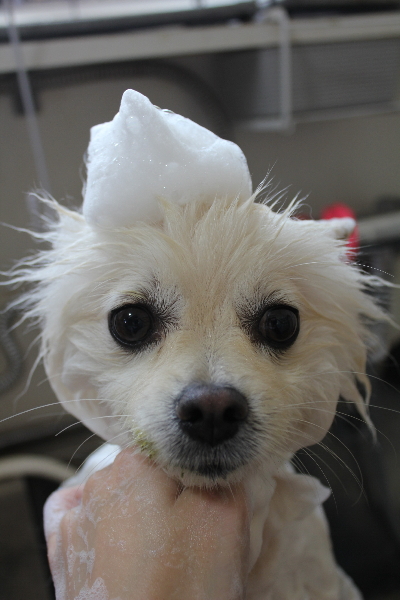 東京都港区のポメラニアンのシャンプー画像