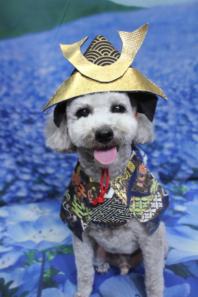 千葉県船橋市のトイプードルのトリミング画像