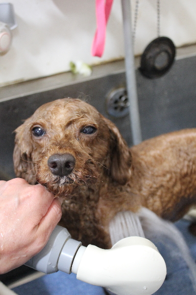 千葉県船橋市のトイプードルのオゾンシャワー画像