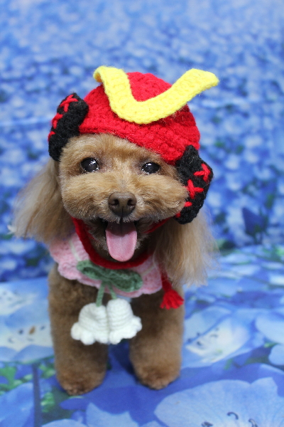 千葉県船橋市のトイプードルのトリミング画像