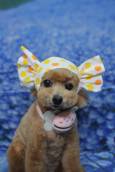 千葉県鎌ケ谷市のトイプードルのトリミング画像