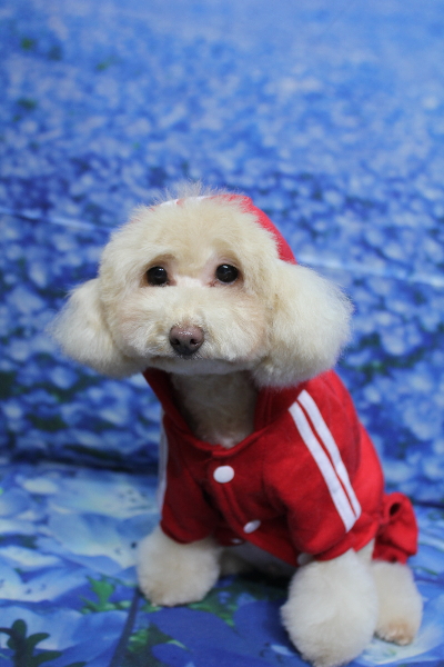 千葉県船橋市のトイプードルのトリミング画像