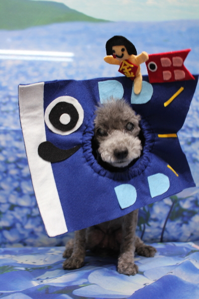 千葉県船橋市のトイプードルのトリミング画像