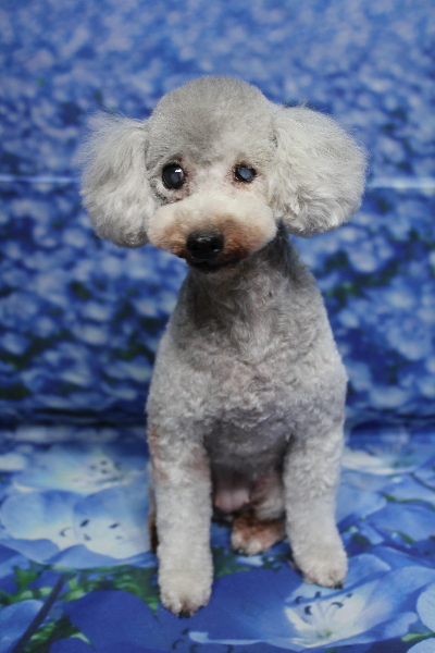 トイプードルブリーダーの成犬、トリミング画像