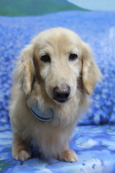 千葉県鎌ケ谷市のミニチュアダックスのトリミング画像