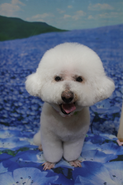 千葉県鎌ケ谷市のビションフリーゼのトリミング画像