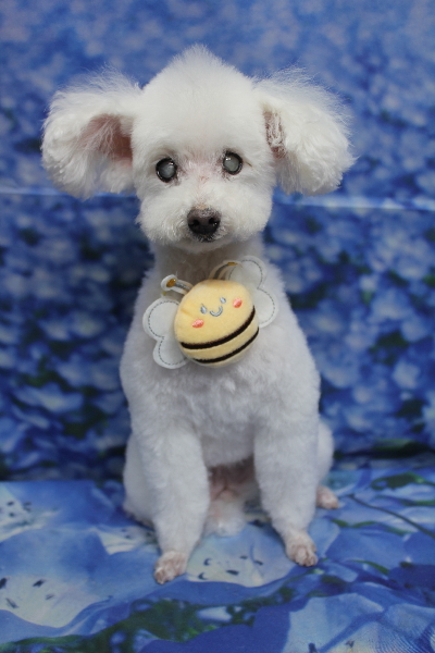 千葉県習志野市のトイプードルのトリミング画像