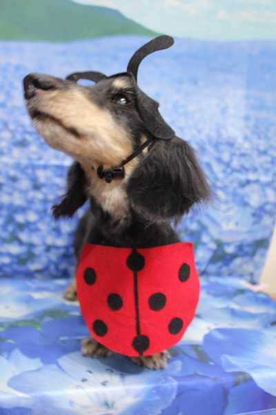 千葉県鎌ヶ谷市のミニチュアダックスのトリミング画像