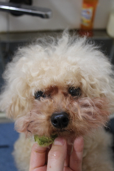 千葉県鎌ケ谷市のトイプードルの歯磨き画像
