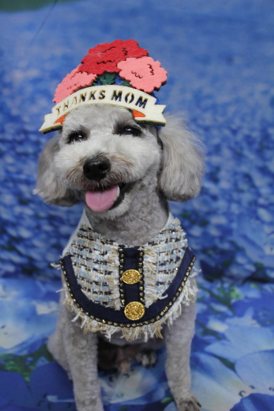 千葉県船橋市のトイプードルのトリミング画像