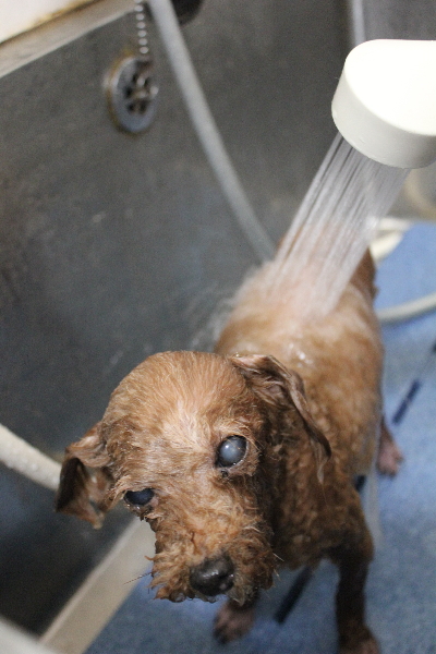千葉県船橋市のトイプードルのオゾンシャワー画像