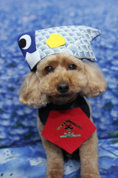 千葉県船橋市のトイプードルのトリミング画像