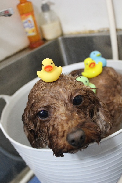 千葉県市川市のトイプードルの炭酸泉画像