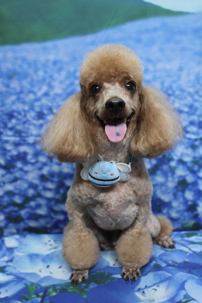 千葉県鎌ヶ谷市のトイプードルのトリミング画像