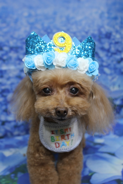 千葉県船橋市のトイプードルのトリミング画像