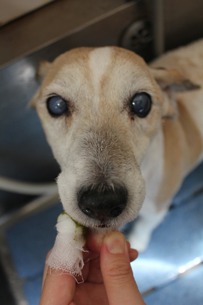 千葉県船橋市のジャックラッセルのハーブ歯磨き画像