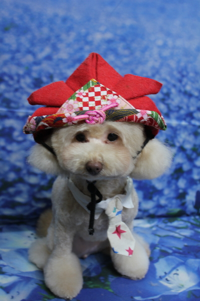 千葉県船橋市のトイプードルのトリミング画像