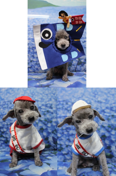 千葉県船橋市のトイプードルのトリミング画像