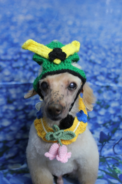 千葉県船橋市のトイプードルのトリミング画像