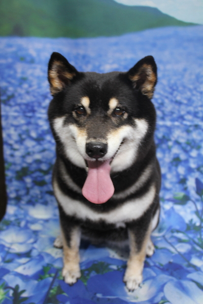 千葉県船橋市の柴犬のトリミング画像