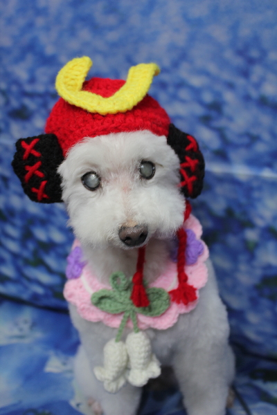 千葉県習志野市のトイプードルのトリミング画像