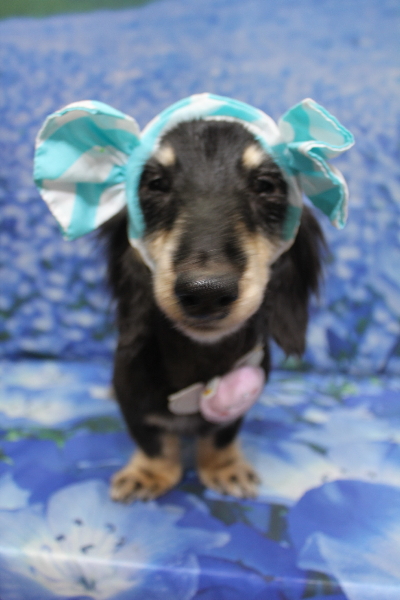 千葉県鎌ヶ谷市のミニチュアダックスのトリミング画像