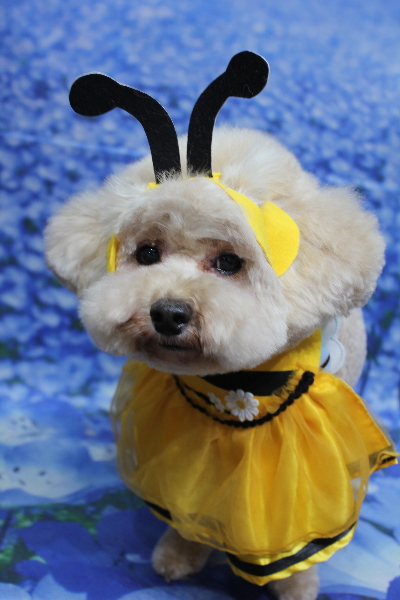 千葉県鎌ケ谷市のトイプードルのトリミング画像