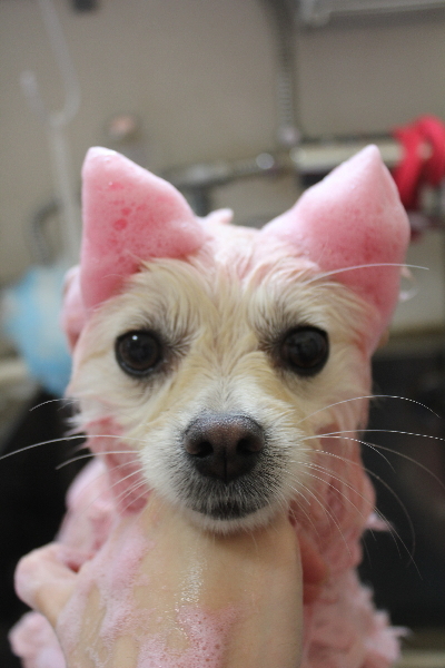 東京都港区のポメラニアンのピンクビーツパック画像