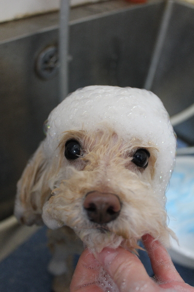 千葉県鎌ケ谷市のトイプードルのシャンプー画像
