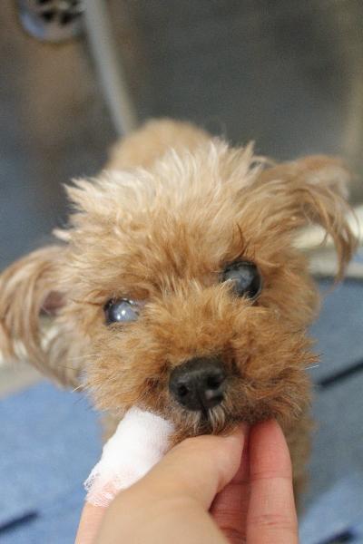 千葉県船橋市のトイプードルのハーブ歯磨き画像