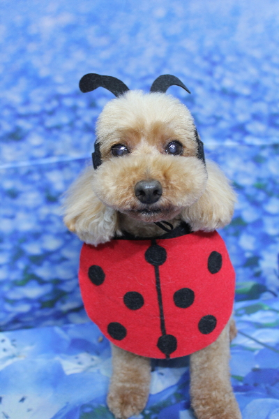 千葉県船橋市のトイプードルのトリミング画像