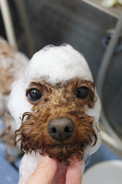 千葉県市川市のトイプードルのシャンプー画像