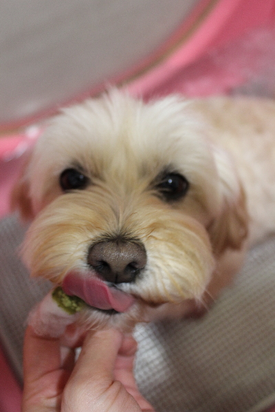 千葉県鎌ケ谷市のミックス犬の歯磨き画像