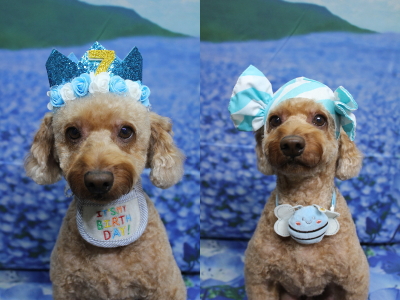 千葉県船橋市のトイプードルのトリミング画像