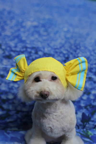 千葉県船橋市のトイプードルのトリミング画像