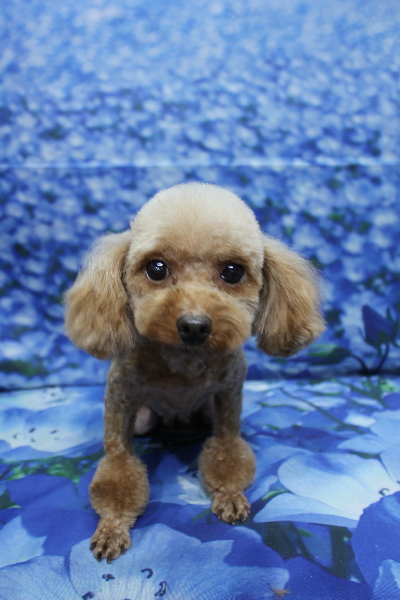 トイプードルブリーダーの成犬、トリミング画像