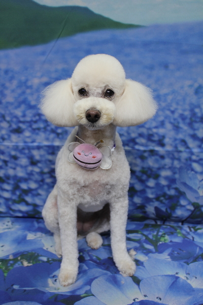 千葉県鎌ヶ谷市のトイプードルのトリミング画像