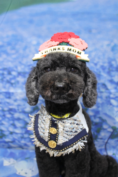 千葉県松戸市のトイプードルのトリミング画像