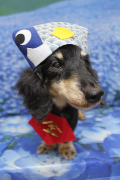 千葉県鎌ヶ谷市のミニチュアダックスのトリミング画像