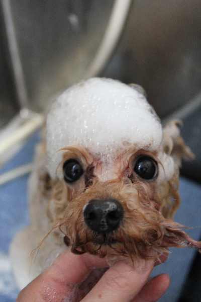 千葉県鎌ケ谷市のトイプードルのシャンプー画像