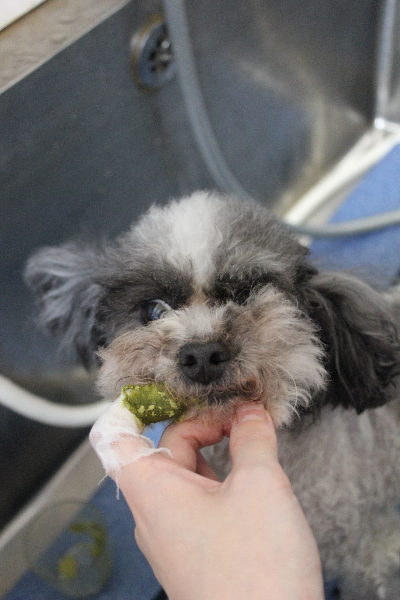 千葉県船橋市のトイプードルのハーブ歯磨き画像