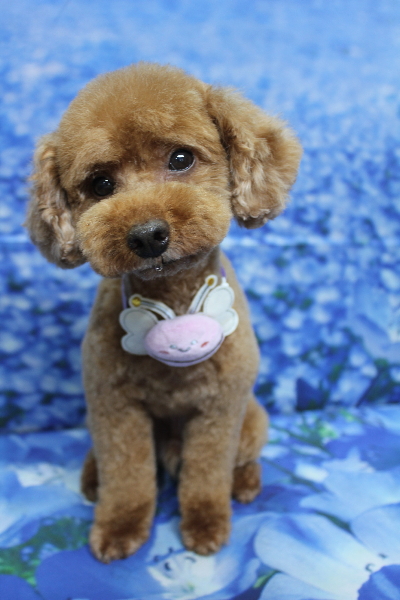 千葉県船橋市のトイプードルのトリミング画像