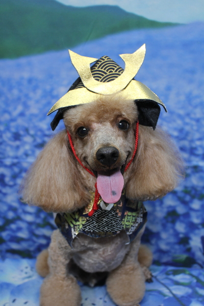 千葉県鎌ヶ谷市のトイプードルのトリミング画像