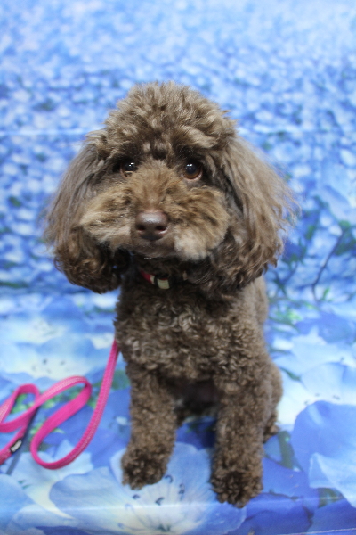 千葉県千葉市のトイプードルのトリミング前画像