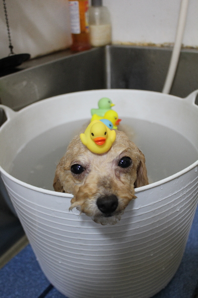 千葉県鎌ケ谷市のトイプードルの炭酸泉画像